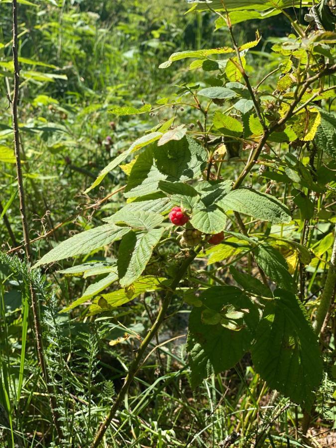 Sanmari_Forest Ledenice Zewnętrze zdjęcie